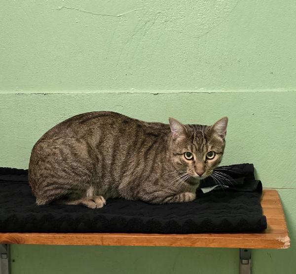 Smilzo Gatto Tigrato